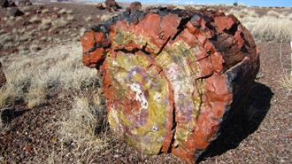 Τα Απολιθωμένα Δάση και ο Κύκλος του Άνθρακα: Γεωλογικά Αρχεία Κλιματικών Αλλαγών